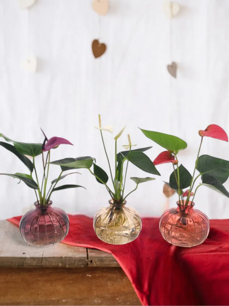 Anthurium trio i hydrokultur med deres Nela vase