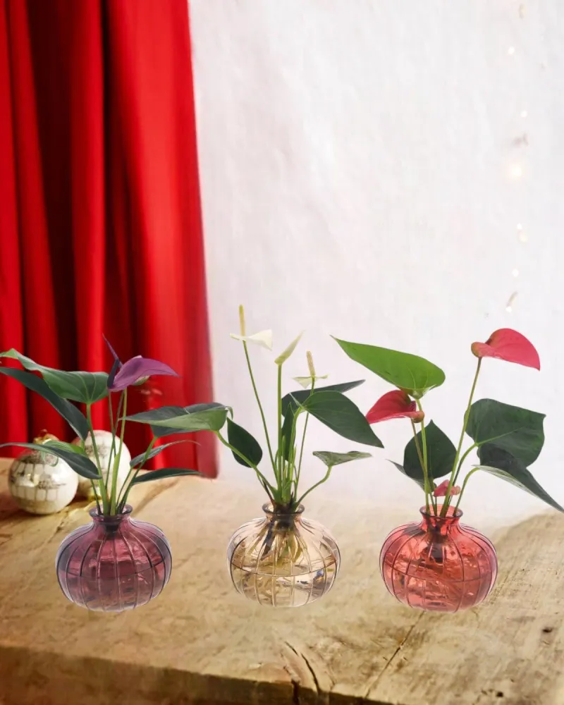 Anthurium trio i hydrokultur med deres Nela vase