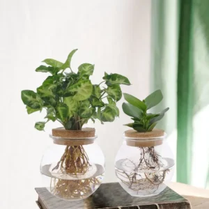 Clusia/Syngonium hydrokultur duo