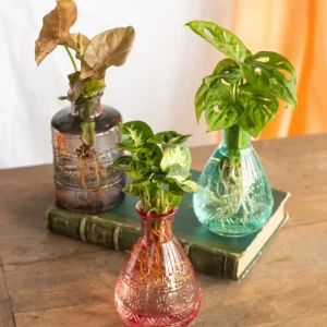 6 hydrokulturplanter og deres farverige vase Salinas