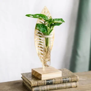 Monstera stikling og dens gyldne blade