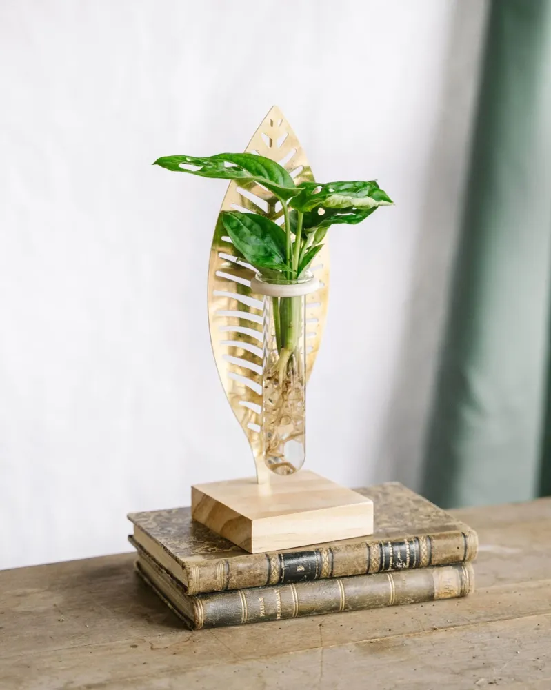 Monstera stikling og dens gyldne blade