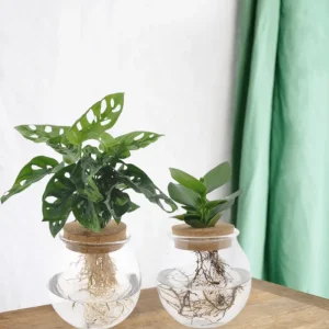 Monstera/Clusia hydrokultur duo