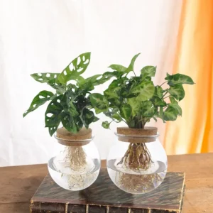 Monstera/Syngonium hydrokultur duo