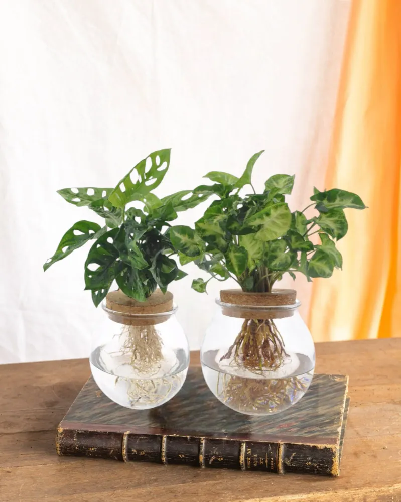 Monstera/Syngonium hydrokultur duo
