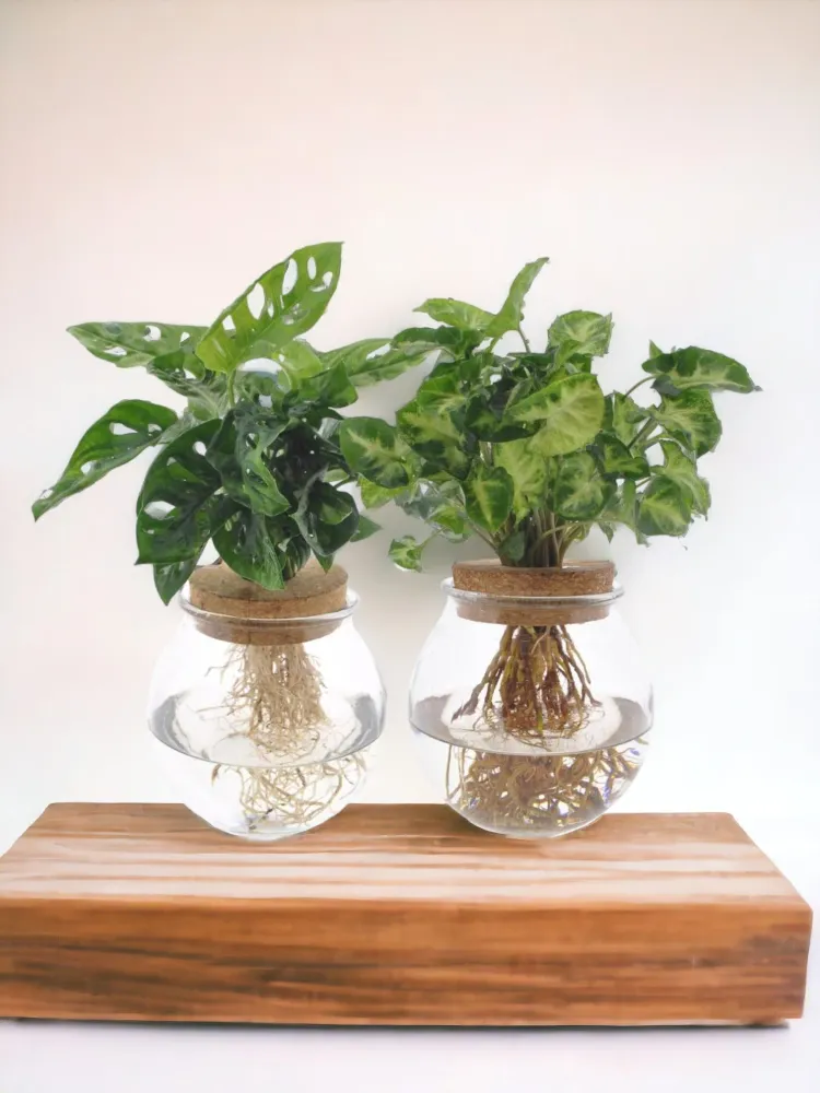 Monstera/Syngonium hydrokultur duo