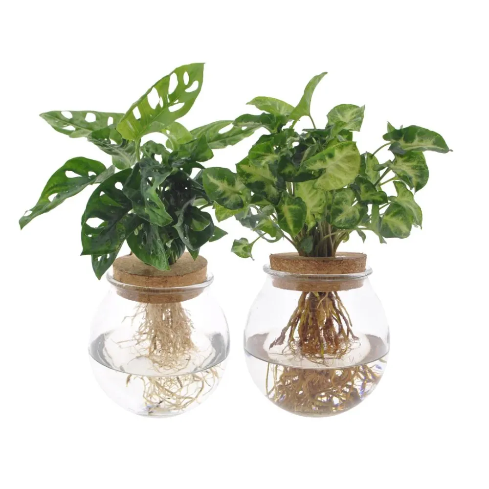 Monstera/Syngonium hydrokultur duo