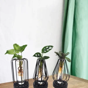 Trio af hydrokulturplanter - lanterne og sort base med LED