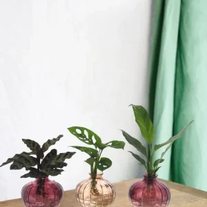 Trio af hydrokulturplanter med deres Nela-vase