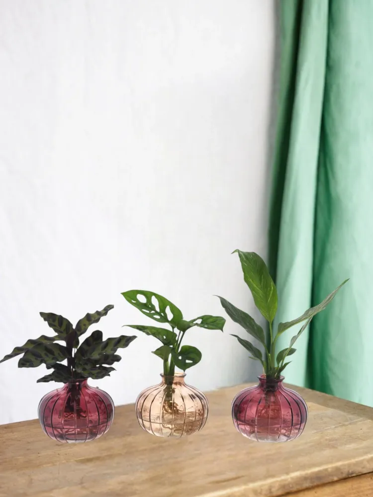 Trio af hydrokulturplanter med deres Nela-vase