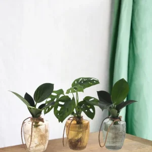 Trio af hydrokulturplanter i vintage vase
