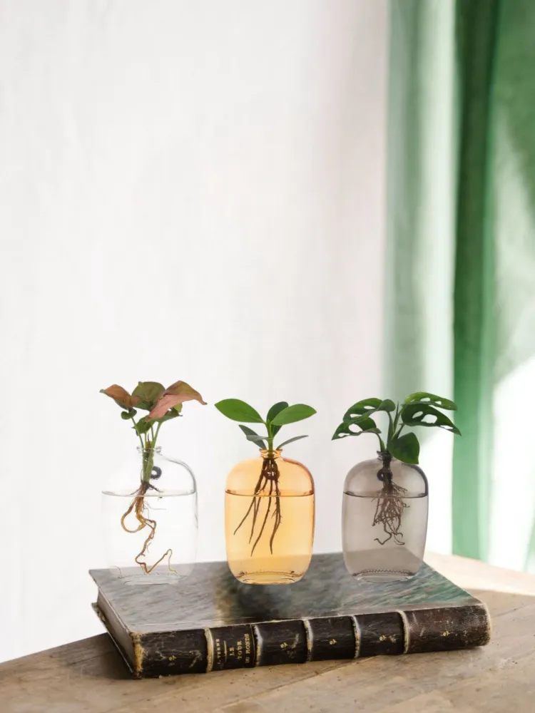 Trio af planter i hydrokultur