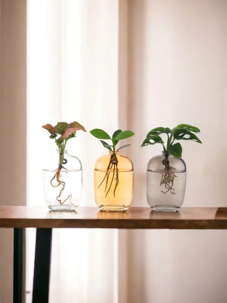 Trio af planter i hydrokultur