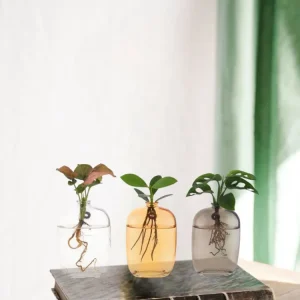 Trio af planter i hydrokultur