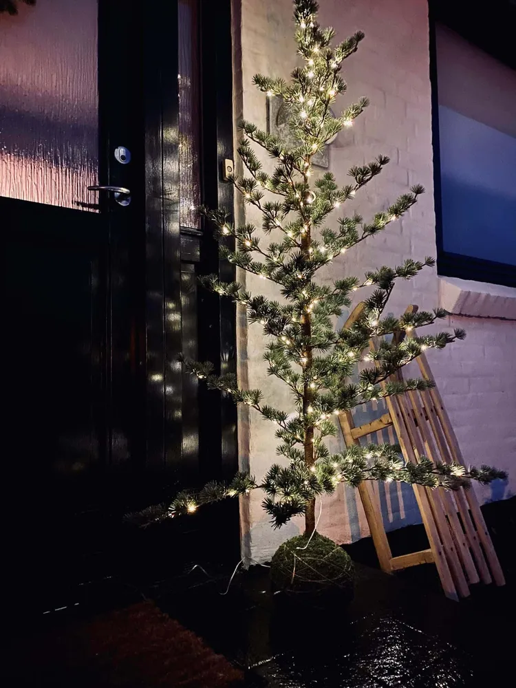 Cedertræ uden sne - Ink LED lyskæde - 170cm