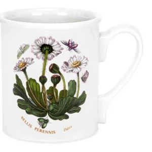 Bellis Pernnis Daisy Krus