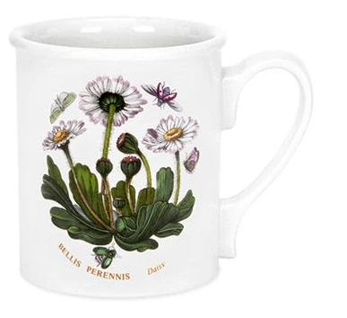 Bellis Pernnis Daisy Krus