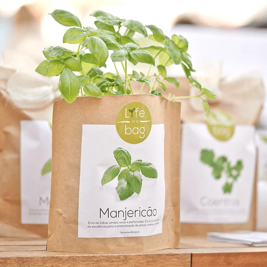 GROW BAG CHERRY TOMAT
