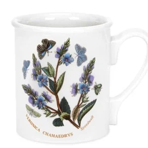 Veronica Chamaedrys Speedwell Krus