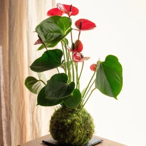 Kokedama - Anthurium