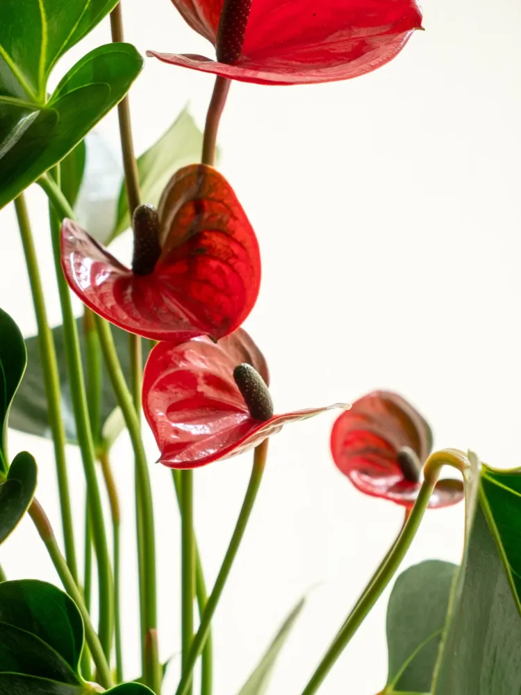 Kokedama - Anthurium