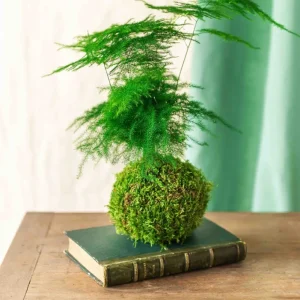 Kokedama - Asparges