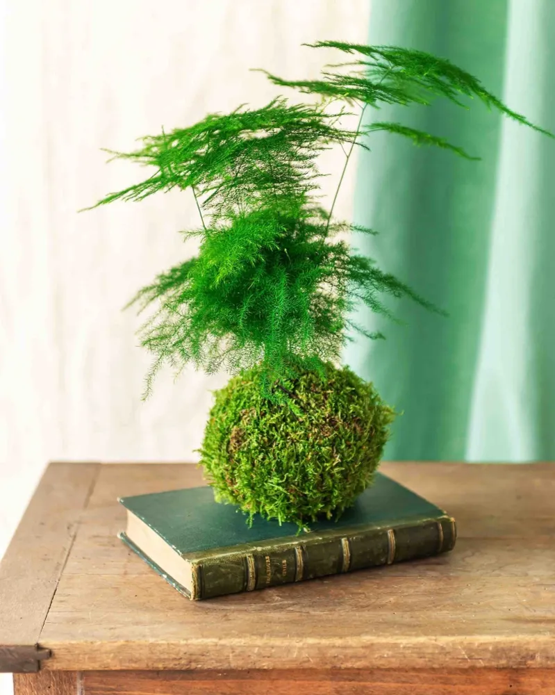 Kokedama - Asparges