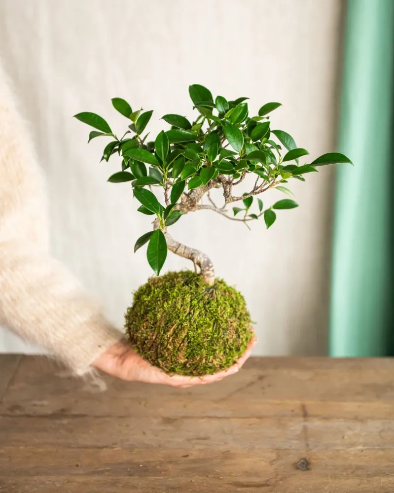Kokedama - Bonsai Retusa