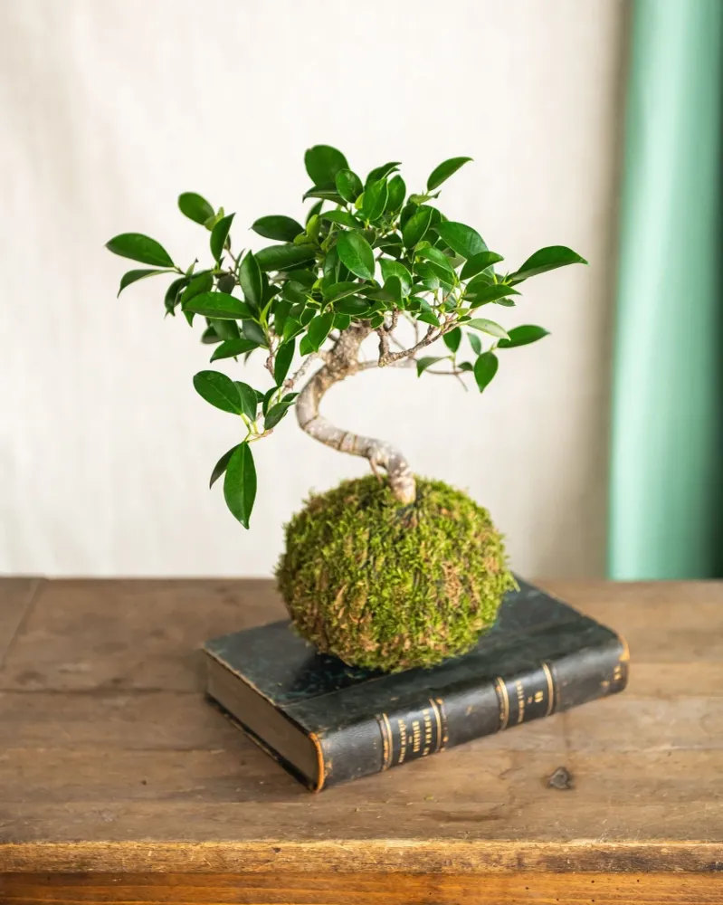 Kokedama - Bonsai Retusa