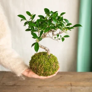 Kokedama - Bonsai Retusa