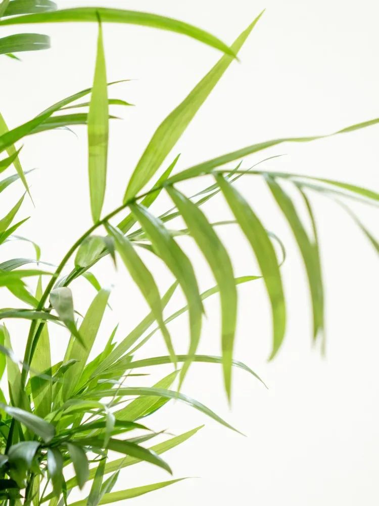 Kokedama - Chamaedorea