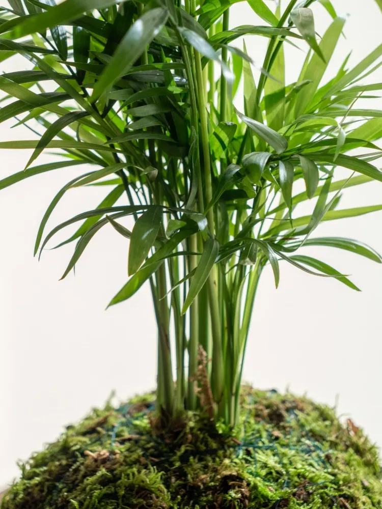 Kokedama - Chamaedorea