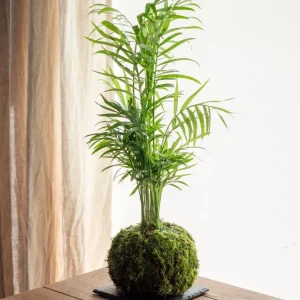 Kokedama - Chamaedorea