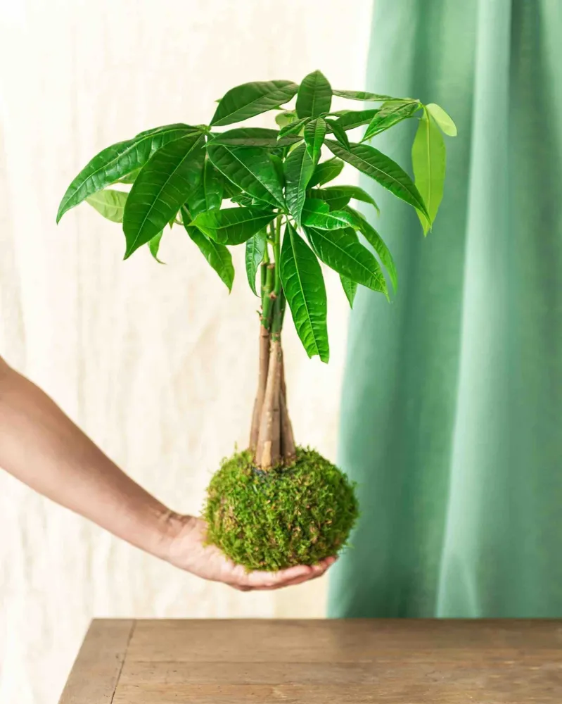Kokedama - Pachira