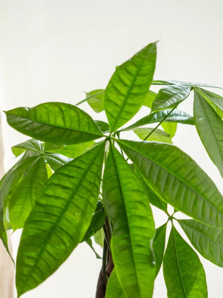 Kokedama - Pachira
