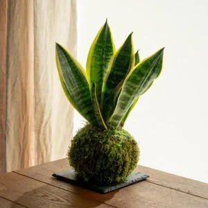 Kokedama - Sansevieria