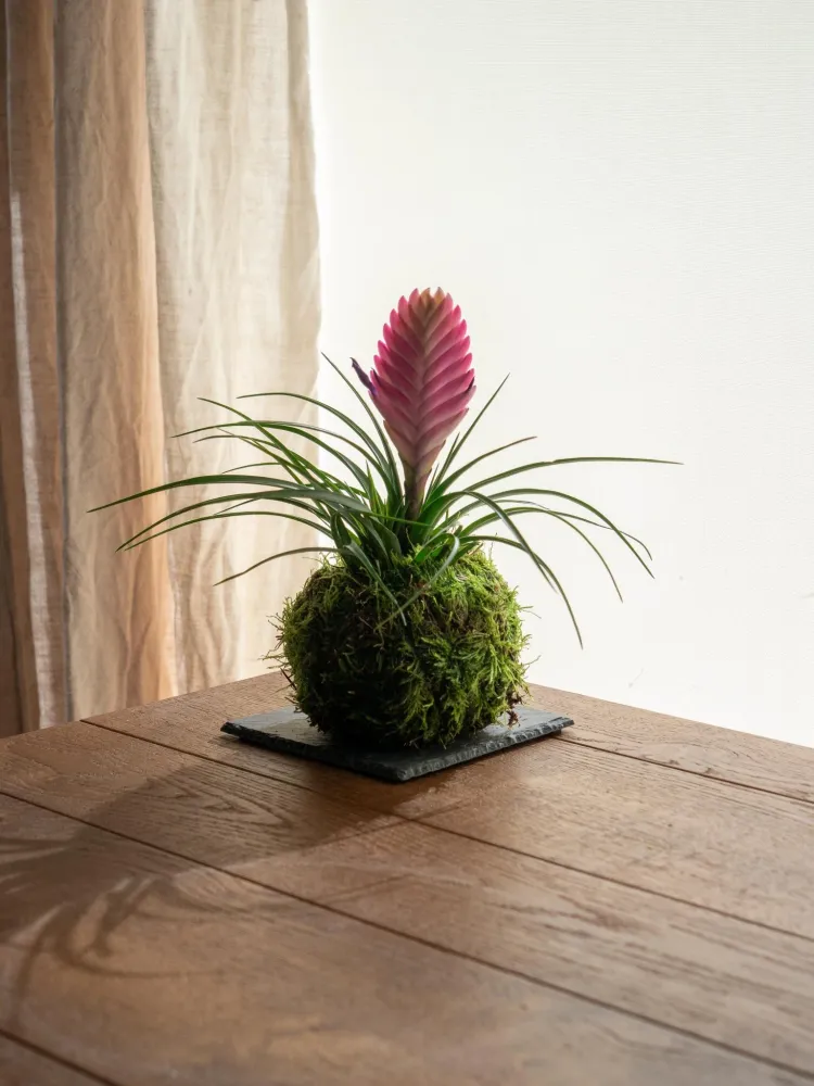 Kokedama - Tillandsia