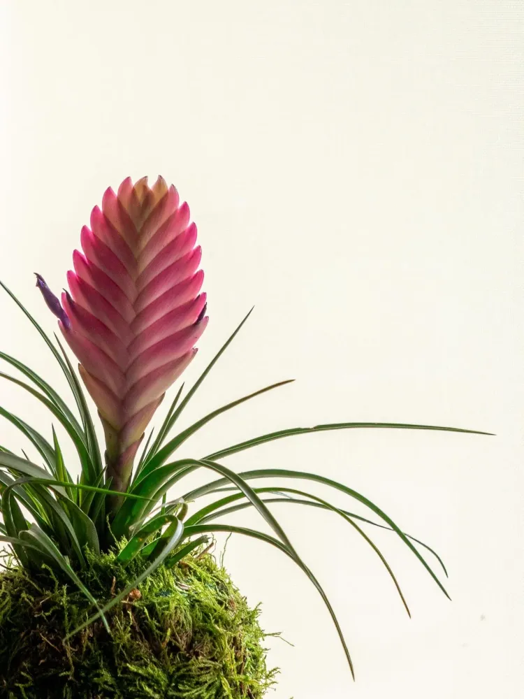 Kokedama - Tillandsia