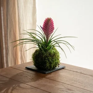 Kokedama - Tillandsia