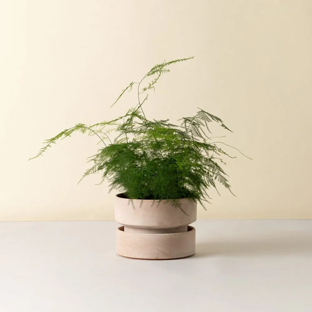 Hoff Low Pot - Urtepotte - Raw Rose