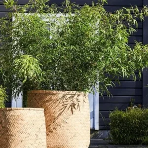 Kæmpe Havekrukke Natur / cement H80cm