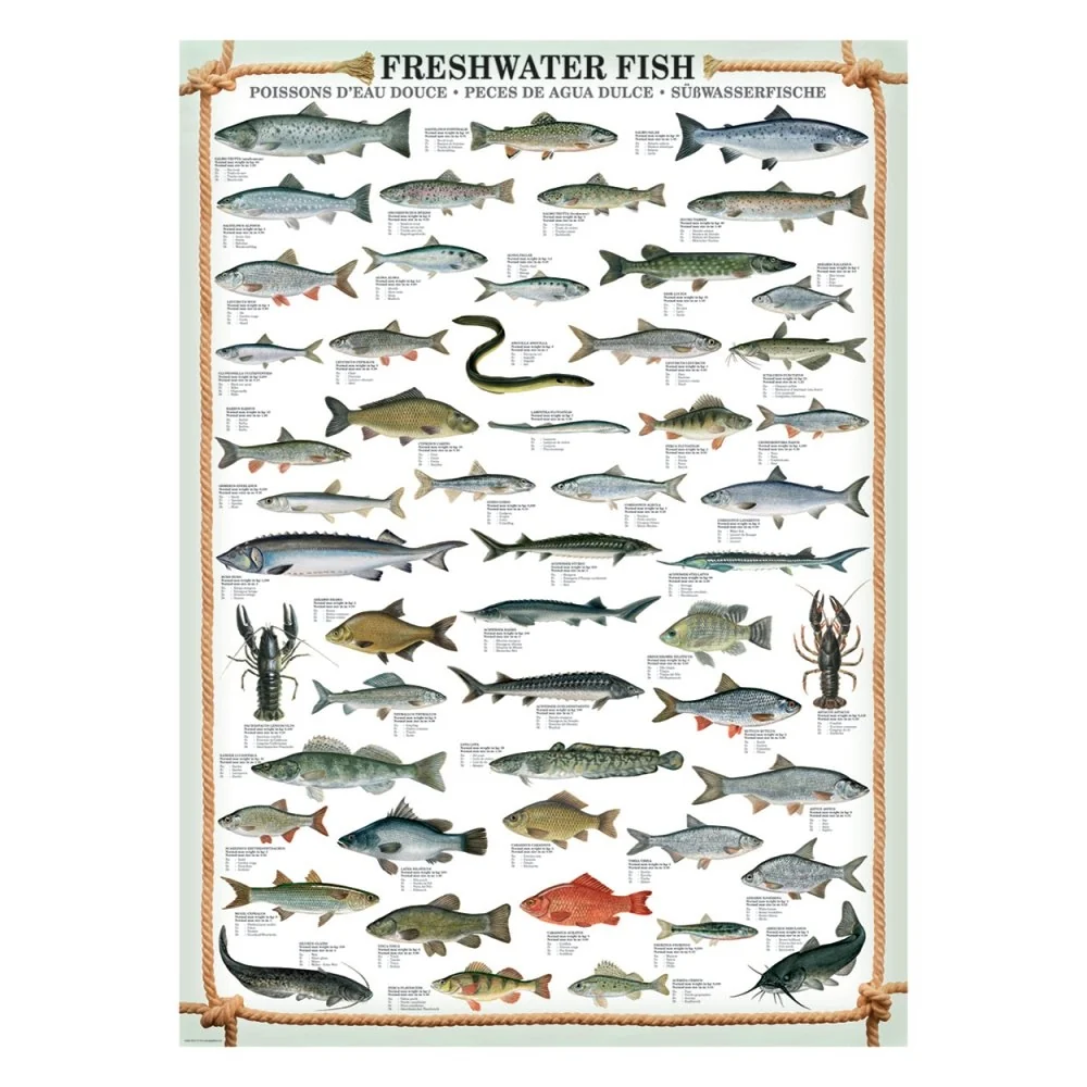 Plakat: Freshwater fish - Str. 60x90 cm.