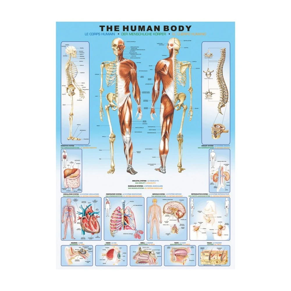 Plakat: human body - Str. 60x90 cm.