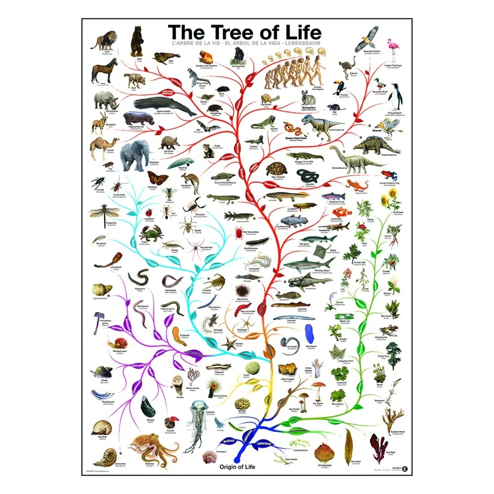 Plakat: Tree Life - Str. 60x90 cm.