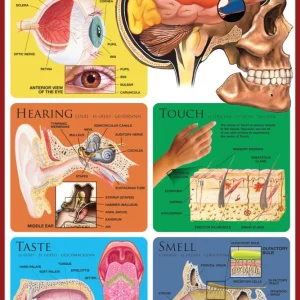 De 5 sanser - plakat - 60 x 90 cm.