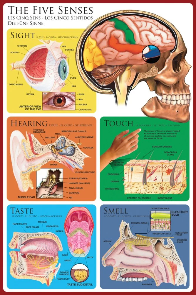 De 5 sanser - plakat - 60 x 90 cm.