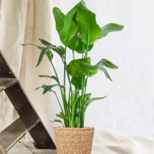 Strelitzia Nicolai XL met Torun mand - 140cm - Ø27