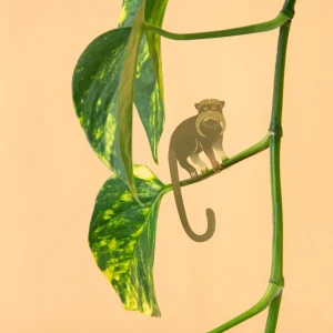 Tamarin Another Studio