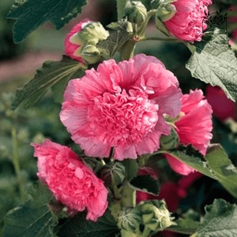 Stokrose 'Chater's Double Rose'