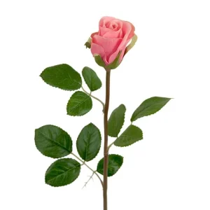 Mr. Plant - Rose - 2889-20